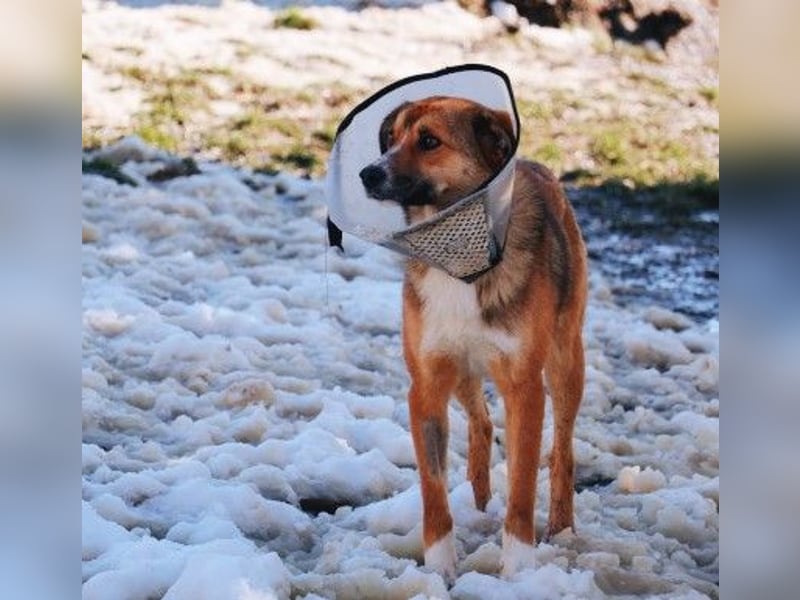 Liebenswerter Bobby sucht seine Familie