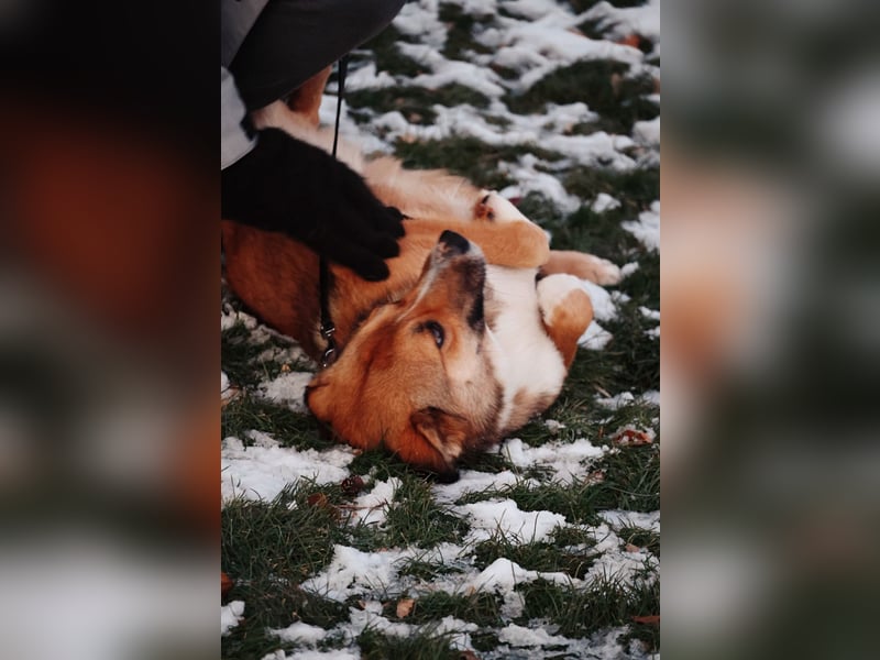 BOBBY – vorsichtig, liebenswert und bereit für sein Glück