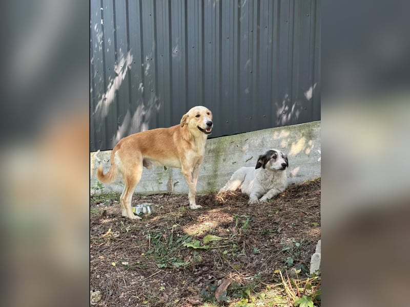 Freundlicher & verträglicher LOUIE