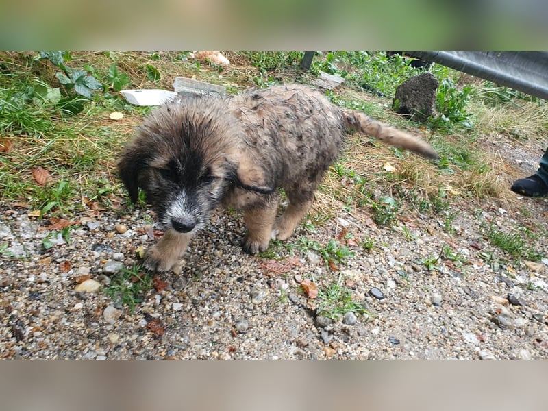 JESSY - sanfte Traumhündin mit einem riesigen Herzen