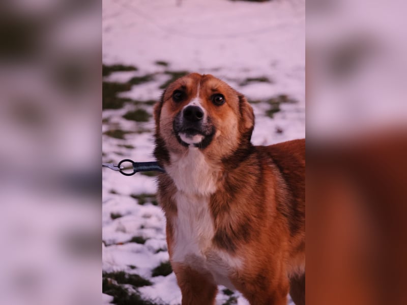 BOBBY – vorsichtig, liebenswert und bereit für sein Glück