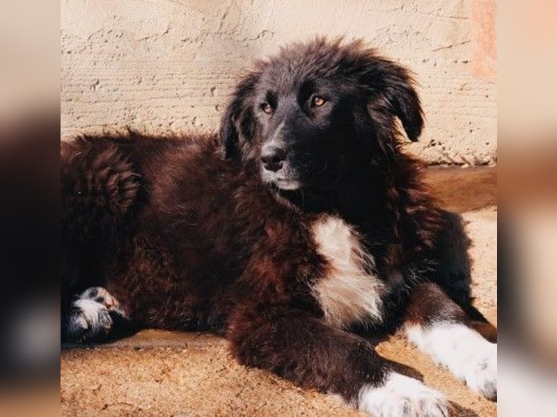 sanftes, liebes Welpenmädchen Vega