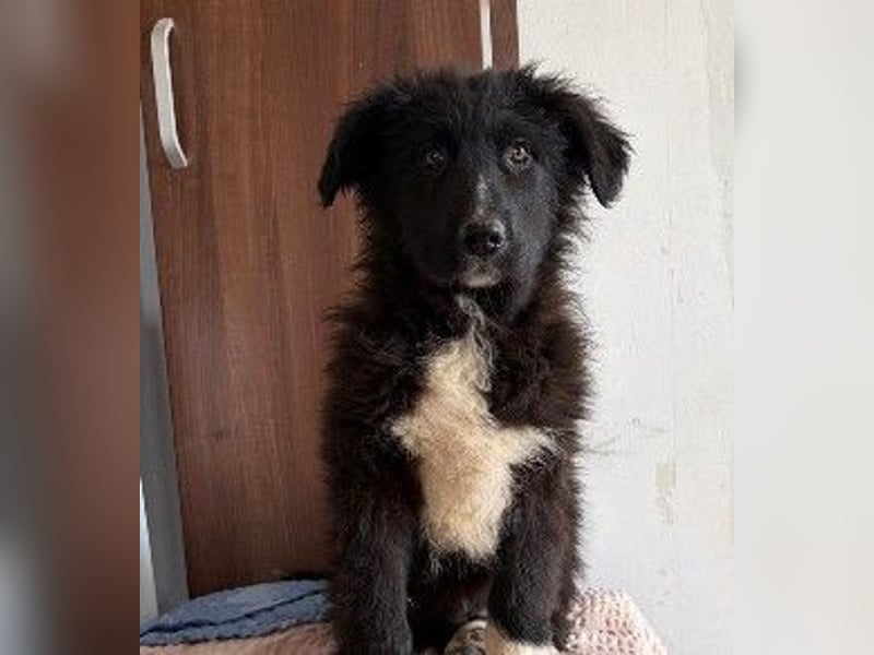 sanftes, liebes Welpenmädchen Vega