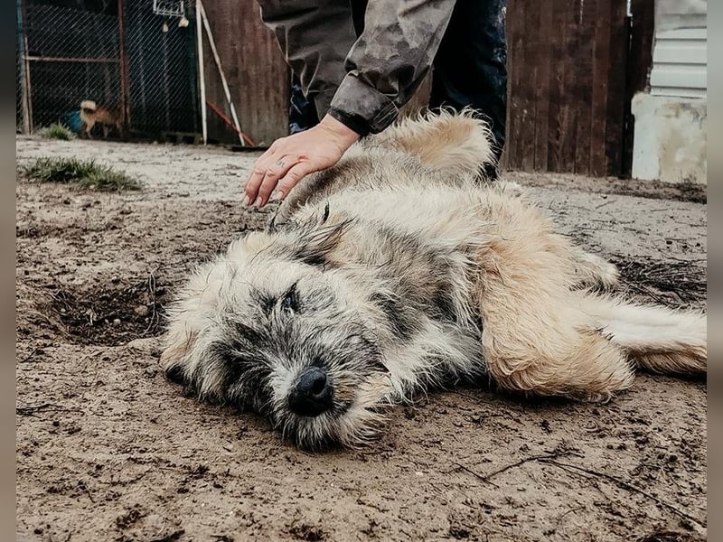 JESSY - sanfte Traumhündin mit einem riesigen Herzen