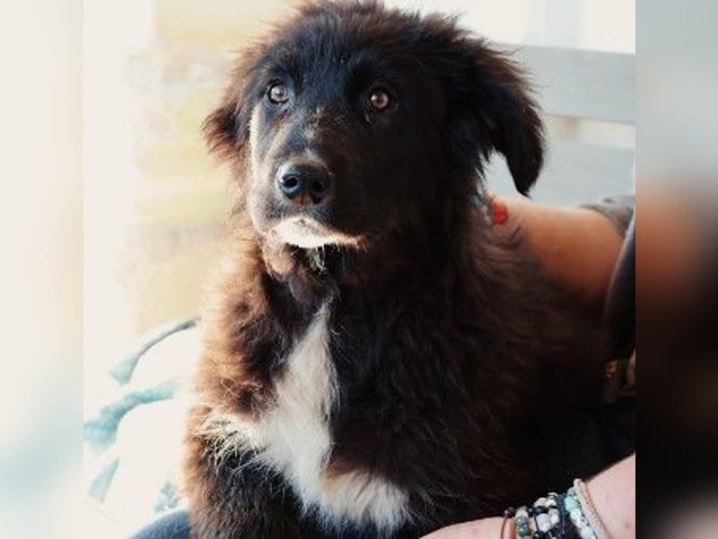 sanftes, liebes Welpenmädchen Vega