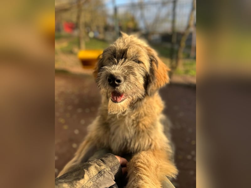 JESSY - sanfte Traumhündin mit einem riesigen Herzen