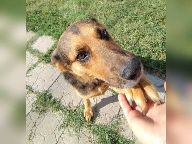 Menschenbezogene Hündin Riley