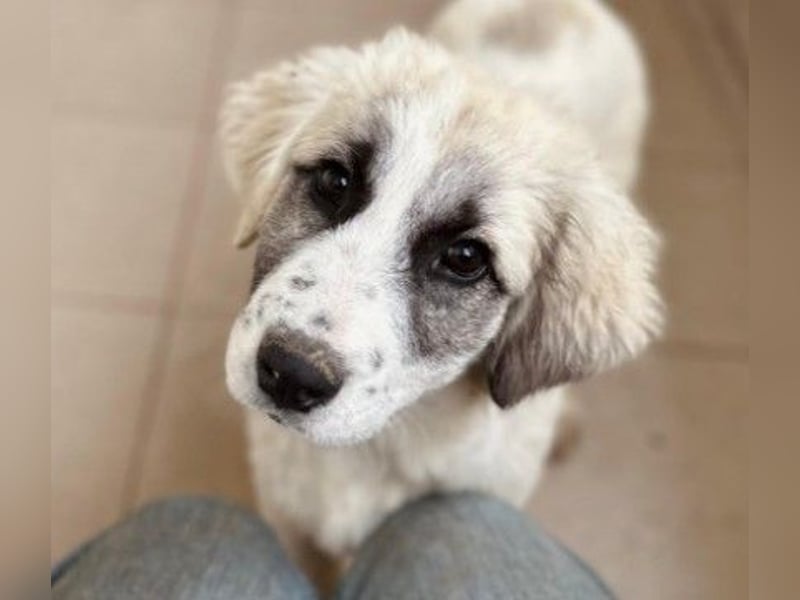 JULIE - fröhliches, liebes Welpenmädchen sucht Zuhause