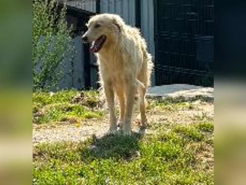 GOLDIE - zurückhaltender Rüde sucht seine Herzensmenschen