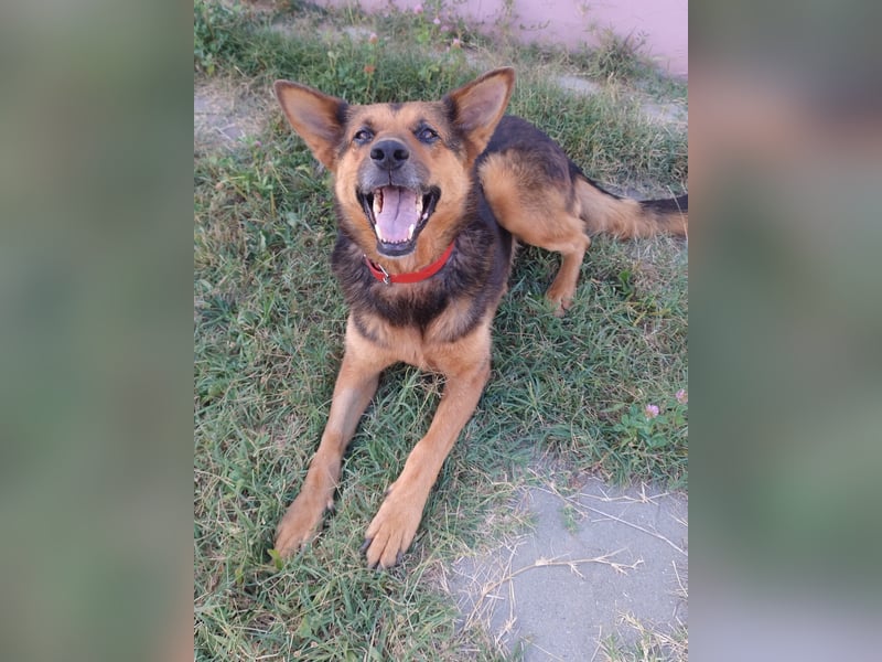 Menschenbezogene Hündin Riley