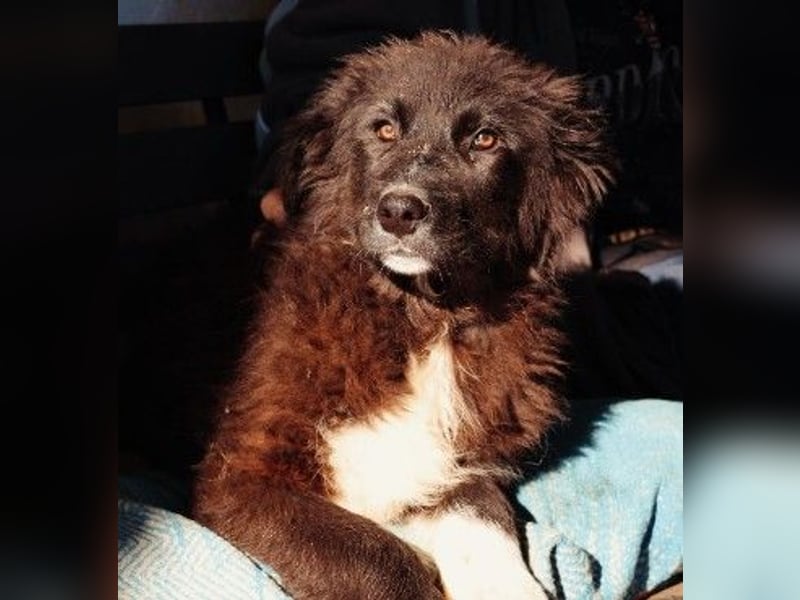 sanftes, liebes Welpenmädchen Vega