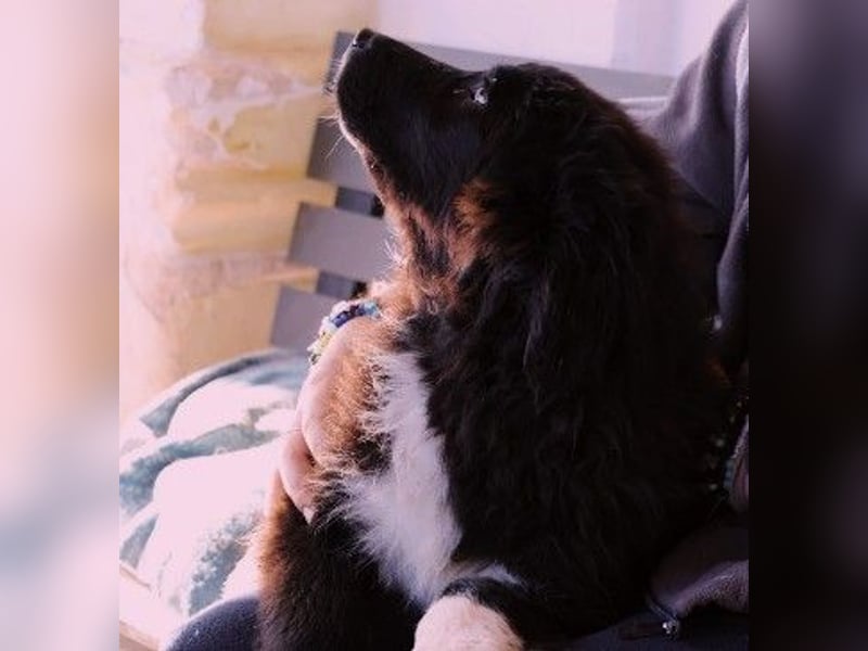 sanftes, liebes Welpenmädchen Vega