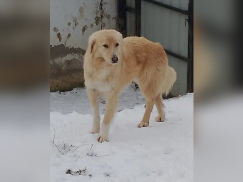 zurückhaltender GOLDIE sucht geduldige Menschen