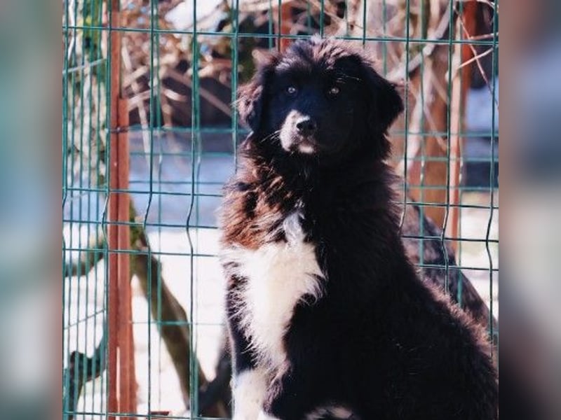 sanftes, liebes Welpenmädchen Vega