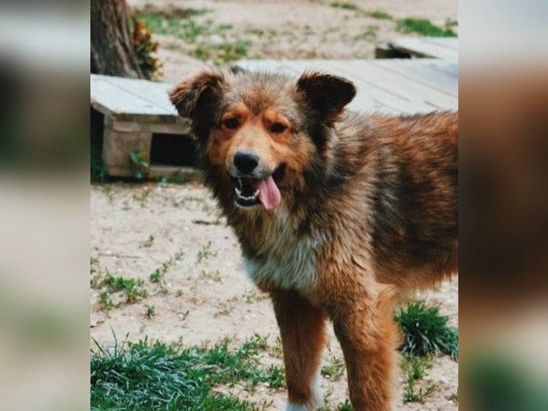 LASSE - zauberhafter Rüde sucht liebevolles Zuhause