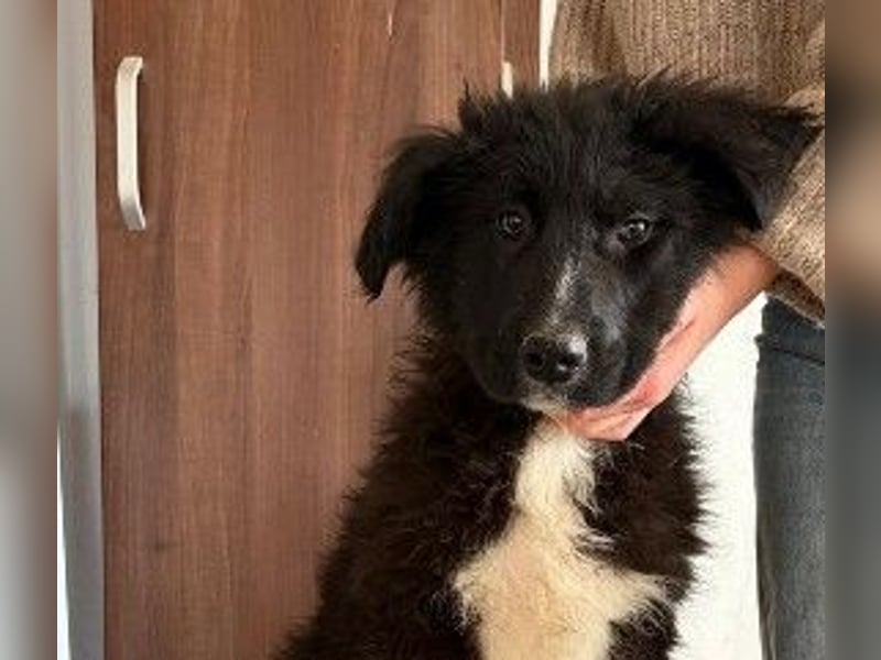 sanftes, liebes Welpenmädchen Vega