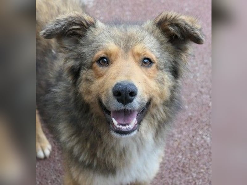 LASSE - zauberhafter Rüde sucht liebevolles Zuhause