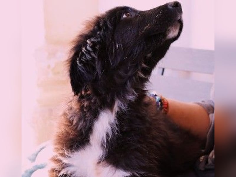 sanftes, liebes Welpenmädchen Vega