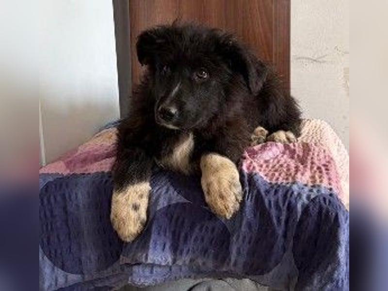 sanftes, liebes Welpenmädchen Vega