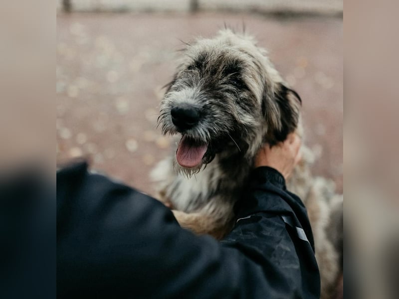 JESSY - sanfte Traumhündin mit einem riesigen Herzen