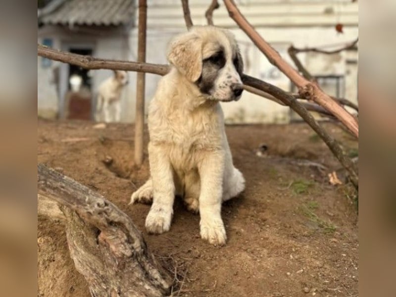 JULIE - fröhliches, liebes Welpenmädchen sucht Zuhause