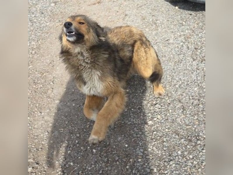 LASSE - zauberhafter Rüde sucht liebevolles Zuhause