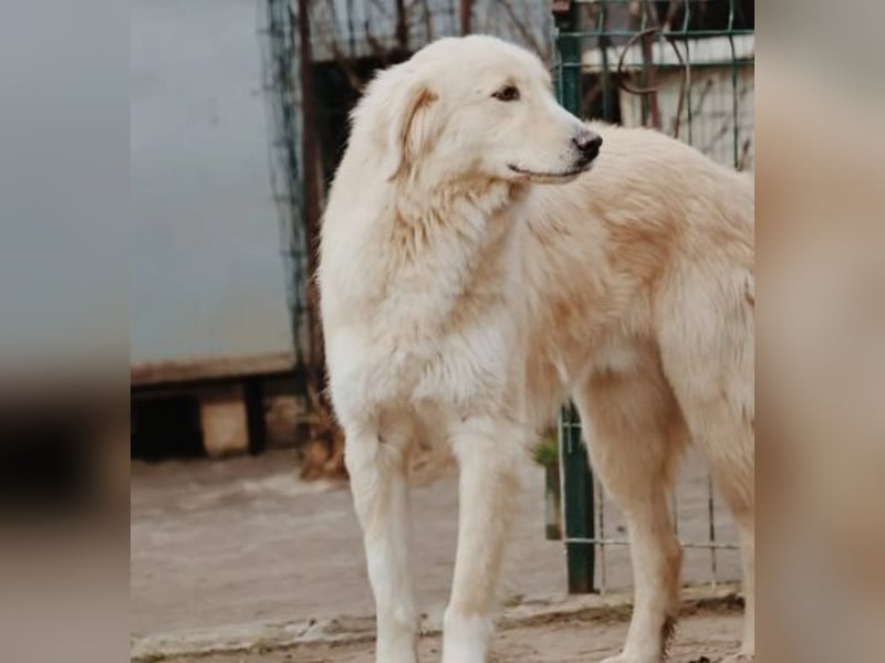 GOLDIE - zurückhaltender Rüde sucht seine Herzensmenschen