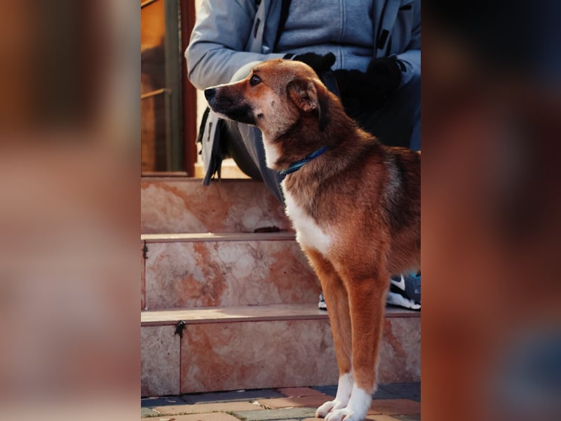 Liebenswerter Bobby sucht seine Familie