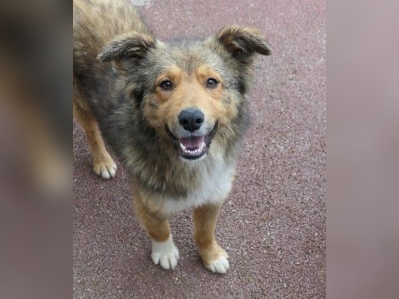 LASSE - zauberhafter Rüde sucht liebevolles Zuhause