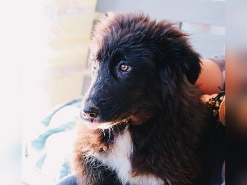 sanftes, liebes Welpenmädchen Vega