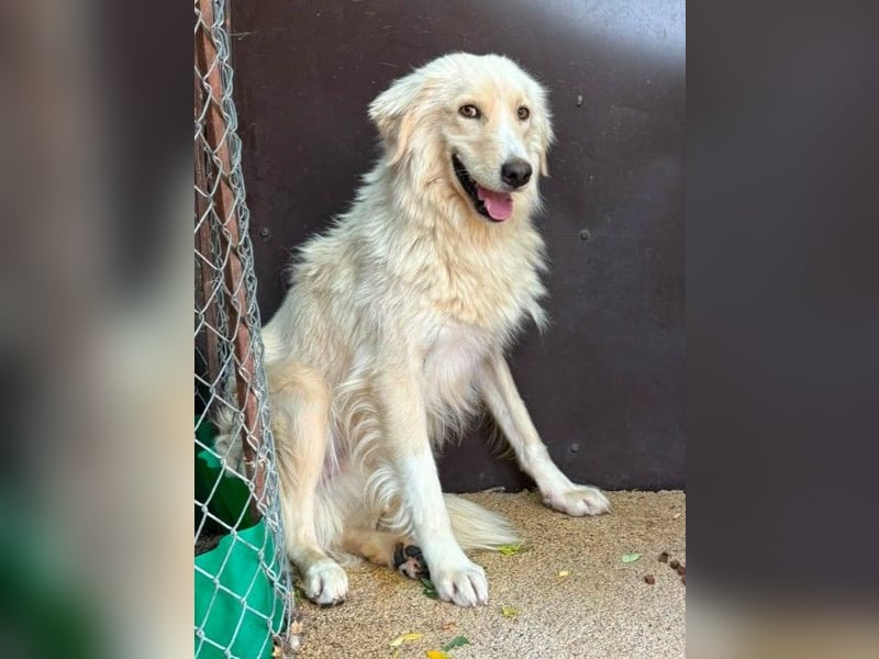 Ruhiger, zurückhaltender Goldie sucht seine Menschen