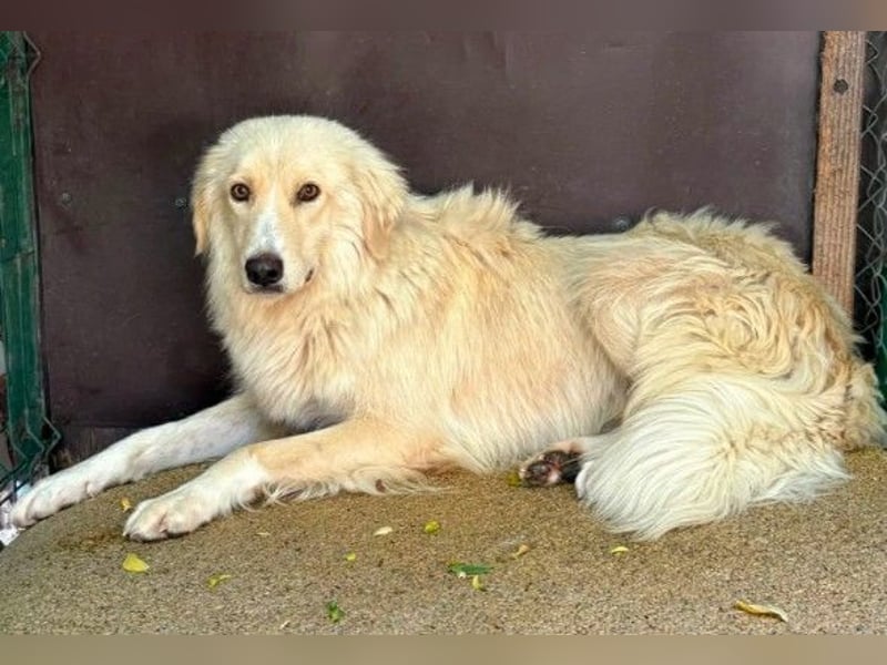 Ruhiger, zurückhaltender Goldie sucht seine Menschen