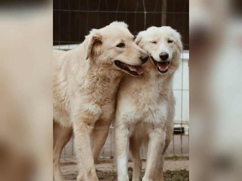 Ruhiger, zurückhaltender Goldie sucht seine Menschen