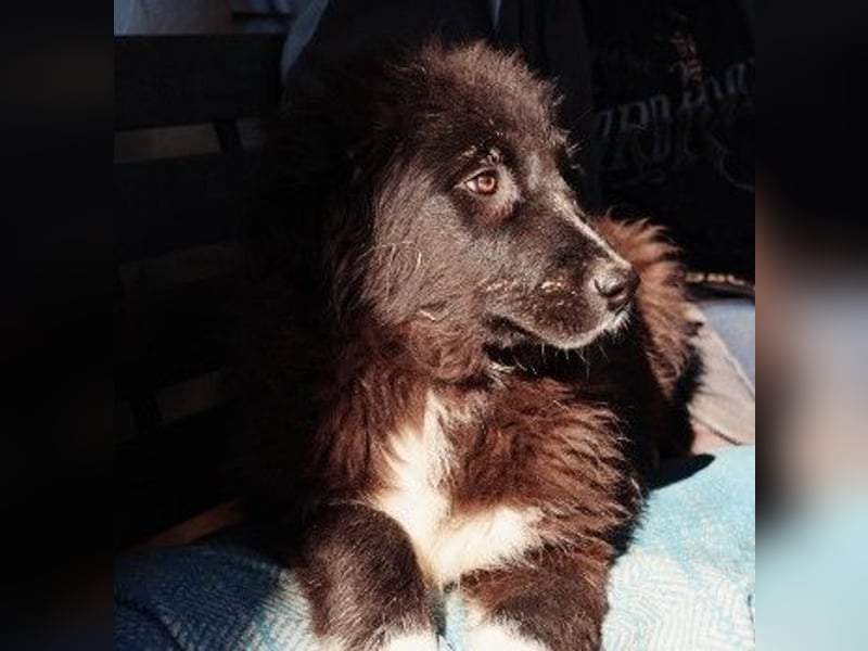 sanftes, liebes Welpenmädchen Vega