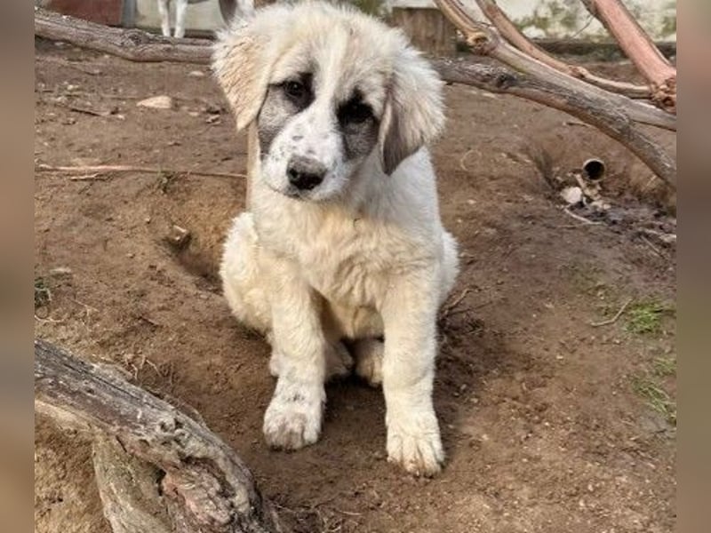 Zuckersüße Julie sucht ihre Herzensmenschen