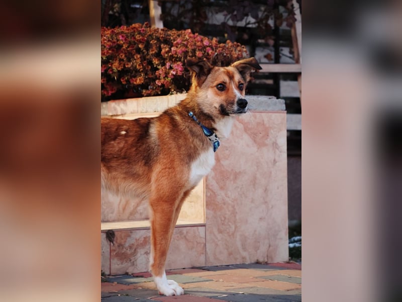 Liebenswerter Bobby sucht seine Familie