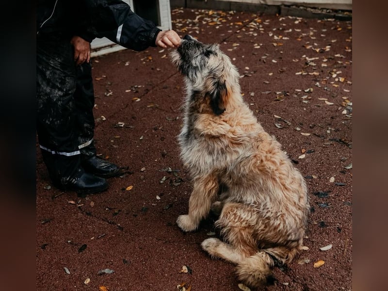 JESSY - sanfte Traumhündin mit einem riesigen Herzen