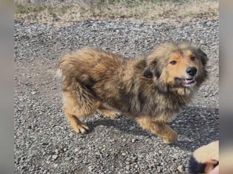 LASSE - zauberhafter Rüde sucht liebevolles Zuhause