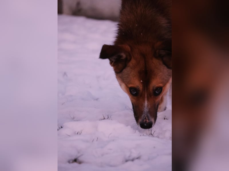BOBBY – vorsichtig, liebenswert und bereit für sein Glück