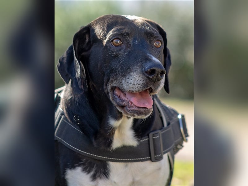 Pico, großer Hund sucht Menschen mit großem Herz