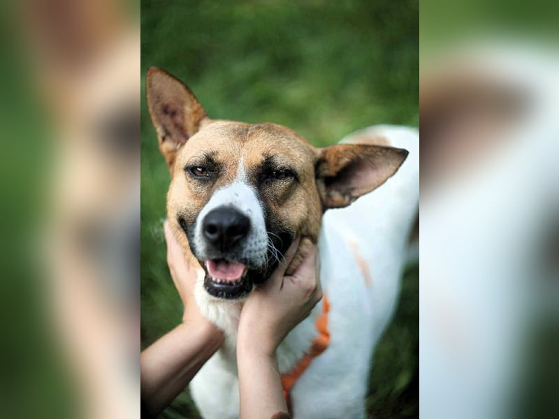 Freundliche Jenny sucht ihre Familie