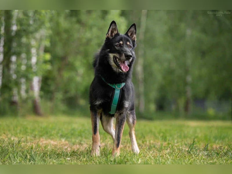 Sozialer Grey sucht liebevolles Zuhause