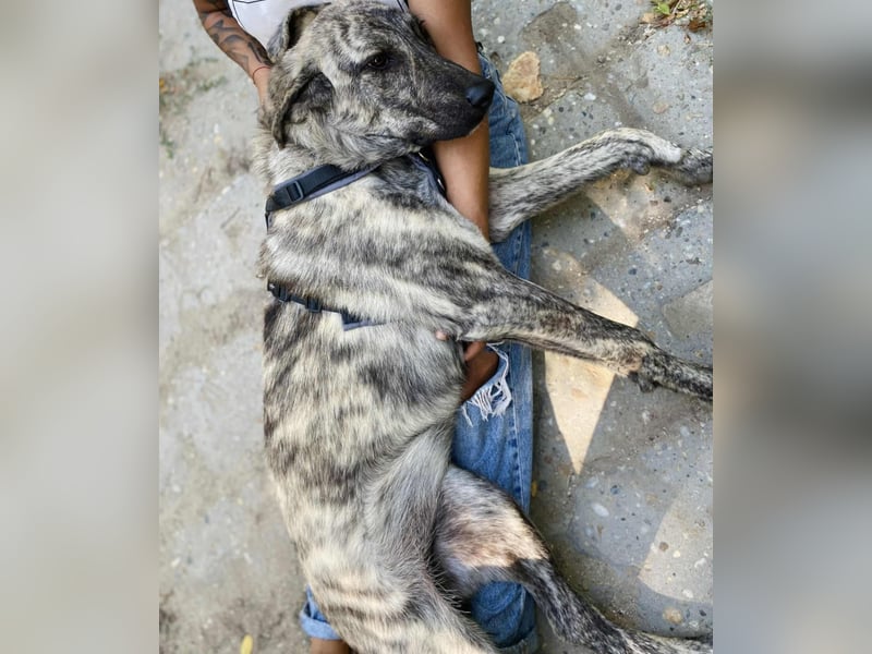 Ella eine liebevolle Seele sucht Familienanschluss