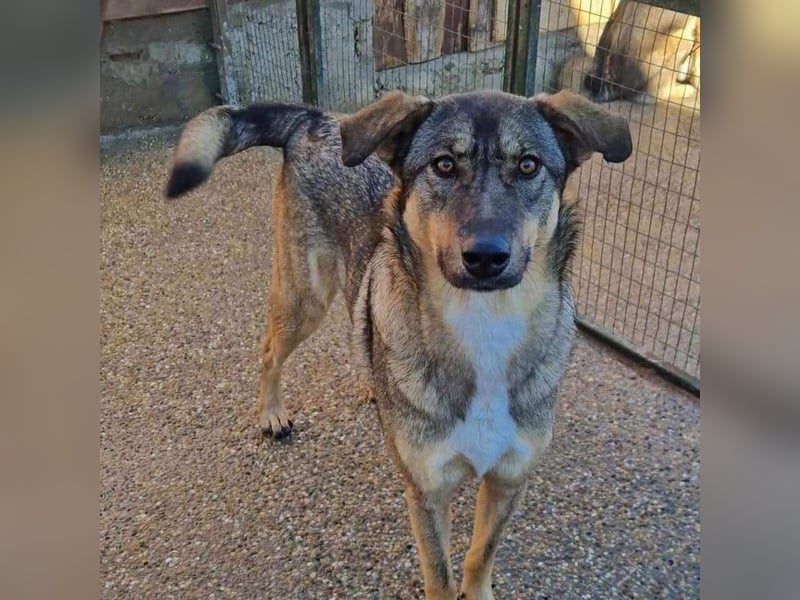 Roxy, sehr intelligent und sanfte Seele