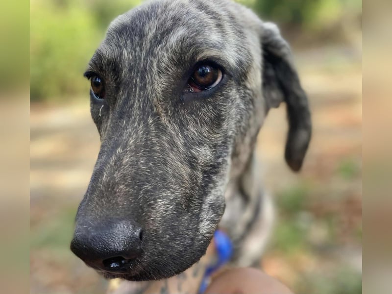 Ella eine liebevolle Seele sucht Familienanschluss