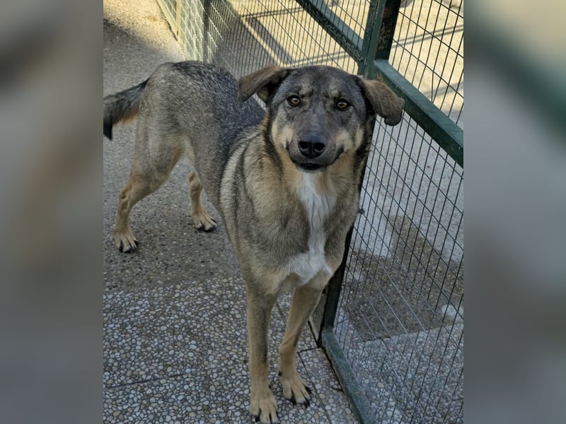 Roxy, sehr intelligent und sanfte Seele