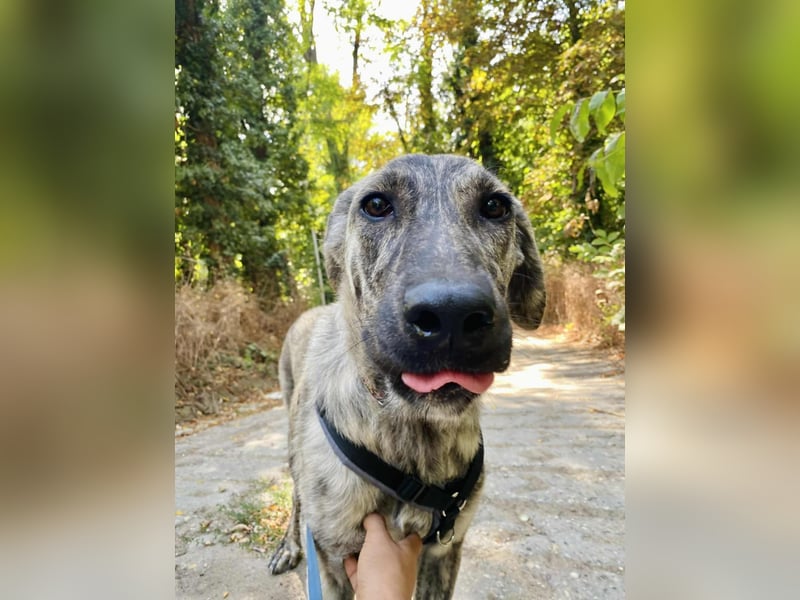 Ella eine liebevolle Seele sucht Familienanschluss