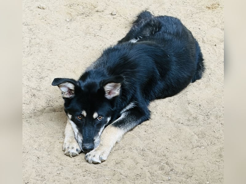 Maylo toller Alltagsbegleiter - Pflegestelle Pulheim