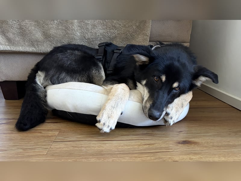 Maylo toller Alltagsbegleiter - Pflegestelle Pulheim