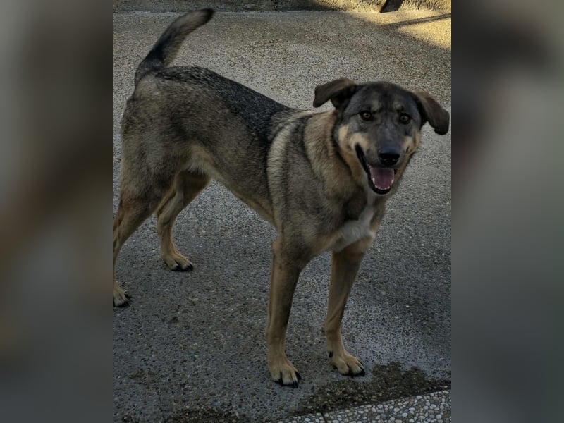 Roxy, sehr intelligent und sanfte Seele